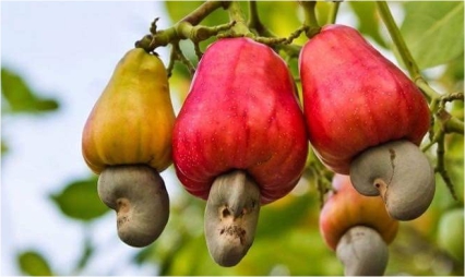 Interagroengent Opens New Processing Facility in Abidjan, Ivory Coast