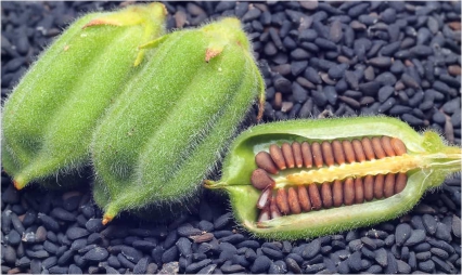 Sesame Seeds